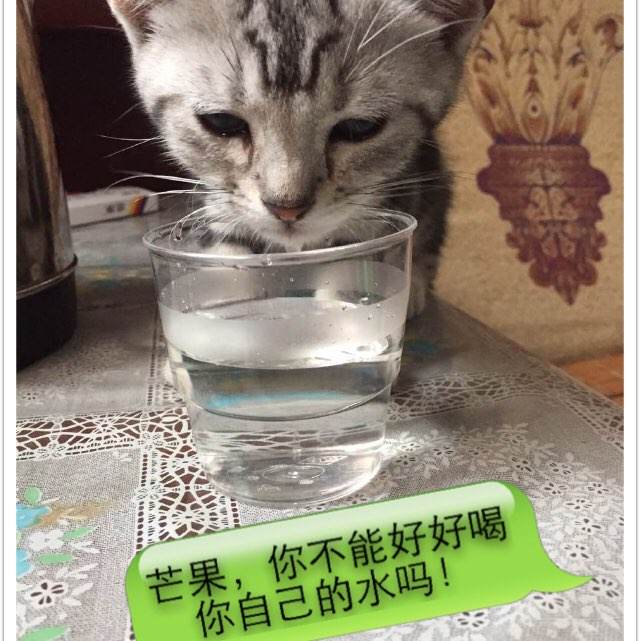 诺瓦东南大学Diploma in Marketing